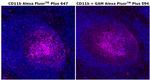 CD11b Antibody in Immunohistochemistry (Paraffin) (IHC (P))