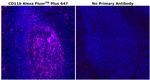 CD11b Antibody in Immunohistochemistry (Paraffin) (IHC (P))