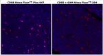 CD68 Antibody in Immunohistochemistry (Paraffin) (IHC (P))