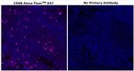 CD68 Antibody in Immunohistochemistry (Paraffin) (IHC (P))