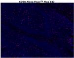 CD68 Antibody in Immunohistochemistry (Paraffin) (IHC (P))