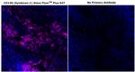 CD138 Antibody in Immunohistochemistry (Paraffin) (IHC (P))