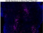 CD138 Antibody in Immunohistochemistry (Paraffin) (IHC (P))