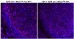 CD4 Antibody in Immunohistochemistry (Paraffin) (IHC (P))