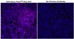 CD4 Antibody in Immunohistochemistry (Paraffin) (IHC (P))