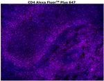 CD4 Antibody in Immunohistochemistry (Paraffin) (IHC (P))