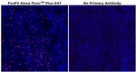 FOXP3 Antibody in Immunohistochemistry (Paraffin) (IHC (P))