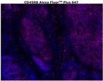 CD45RB Antibody in Immunohistochemistry (Paraffin) (IHC (P))