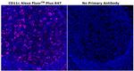 CD11c Antibody in Immunohistochemistry (Paraffin) (IHC (P))