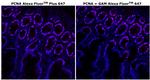 PCNA Antibody in Immunohistochemistry (Paraffin) (IHC (P))