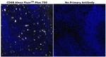 CD68 Antibody in Immunohistochemistry (Paraffin) (IHC (P))