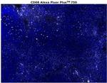 CD68 Antibody in Immunohistochemistry (Paraffin) (IHC (P))