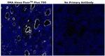 Alpha-Smooth Muscle Actin Antibody in Immunohistochemistry (Paraffin) (IHC (P))