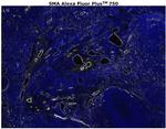 Alpha-Smooth Muscle Actin Antibody in Immunohistochemistry (Paraffin) (IHC (P))