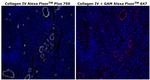 Collagen IV Antibody in Immunohistochemistry (Paraffin) (IHC (P))