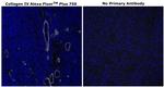 Collagen IV Antibody in Immunohistochemistry (Paraffin) (IHC (P))