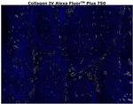 Collagen IV Antibody in Immunohistochemistry (Paraffin) (IHC (P))