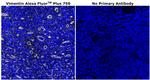 Vimentin Antibody in Immunohistochemistry (Paraffin) (IHC (P))