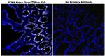 PCNA Antibody in Immunohistochemistry (Paraffin) (IHC (P))