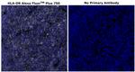 HLA-DR Antibody in Immunohistochemistry (Paraffin) (IHC (P))