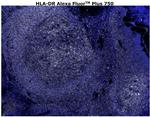 HLA-DR Antibody in Immunohistochemistry (Paraffin) (IHC (P))