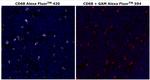 CD68 Antibody in Immunohistochemistry (Paraffin) (IHC (P))