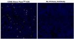 CD68 Antibody in Immunohistochemistry (Paraffin) (IHC (P))