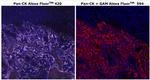 Cytokeratin Pan Type I/II Antibody in Immunohistochemistry (Paraffin) (IHC (P))