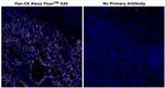 Cytokeratin Pan Type I/II Antibody in Immunohistochemistry (Paraffin) (IHC (P))