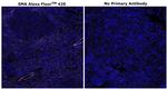 Alpha-Smooth Muscle Actin Antibody in Immunohistochemistry (Paraffin) (IHC (P))