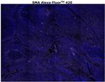 Alpha-Smooth Muscle Actin Antibody in Immunohistochemistry (Paraffin) (IHC (P))