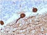 Carbonic Anhydrase VIII Antibody in Immunohistochemistry (Paraffin) (IHC (P))