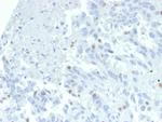 ZNF232 (Transcription Factor) Antibody in Immunohistochemistry (Paraffin) (IHC (P))