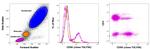 CD56 (NCAM) Antibody