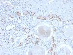 PAX8 Antibody in Immunohistochemistry (Paraffin) (IHC (P))