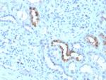 Calbindin 1 (CALB1) Antibody in Immunohistochemistry (Paraffin) (IHC (P))