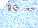 Calbindin 1 (CALB1) Antibody in Immunohistochemistry (Paraffin) (IHC (P))