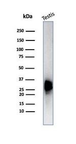 Calretinin/Calbindin 2 (Mesothelioma Marker) Antibody in Western Blot (WB)