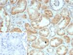 S100G (S100 calcium binding protein G) Antibody in Immunohistochemistry (Paraffin) (IHC (P))