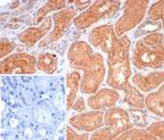 S100G (S100 calcium binding protein G) Antibody in Immunohistochemistry (Paraffin) (IHC (P))