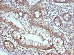 S100G (S100 calcium binding protein G) Antibody in Immunohistochemistry (Paraffin) (IHC (P))