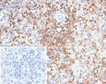 S100G (S100 calcium binding protein G) Antibody in Immunohistochemistry (Paraffin) (IHC (P))