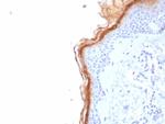 S100G (S100 calcium binding protein G) Antibody in Immunohistochemistry (Paraffin) (IHC (P))