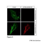 Phospho-beta-2-Adrenoceptor (Thr360, Ser364) Antibody in Immunocytochemistry (ICC/IF)