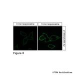 Phospho-beta-2-Adrenoceptor (Thr360, Ser364) Antibody in Immunocytochemistry (ICC/IF)