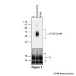 Phospho-beta-2-Adrenoceptor (Thr360, Ser364) Antibody in Western Blot (WB)