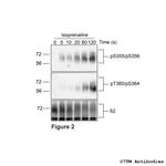 Phospho-beta-2-Adrenoceptor (Thr360, Ser364) Antibody in Western Blot (WB)