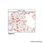 C5a1, Complement C5a Receptor 1 Antibody in Immunohistochemistry (Paraffin) (IHC (P))