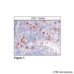 C5a1, Complement C5a Receptor 1 Antibody in Immunohistochemistry (Paraffin) (IHC (P))