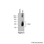 C5a1, Complement C5a Receptor 1 Antibody in Western Blot (WB)